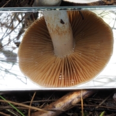 Cortinarius austroalbidus at Tharwa, ACT - 21 May 2017