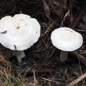 Cortinarius austroalbidus at Tharwa, ACT - 21 May 2017