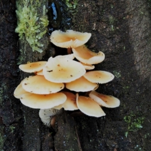 Collybia eucalyptorum at Cotter River, ACT - 25 May 2017 01:41 PM