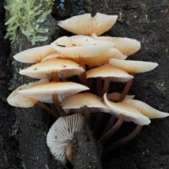 Collybia eucalyptorum at Cotter River, ACT - 25 May 2017 01:41 PM