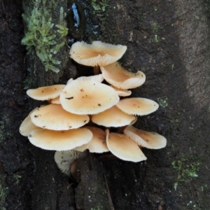 Collybia eucalyptorum at Cotter River, ACT - 25 May 2017 01:41 PM