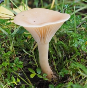 Clitocybe s. l. at Tennent, ACT - 21 May 2017 10:02 AM