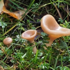 Clitocybe s. l. at Tennent, ACT - 21 May 2017 10:02 AM