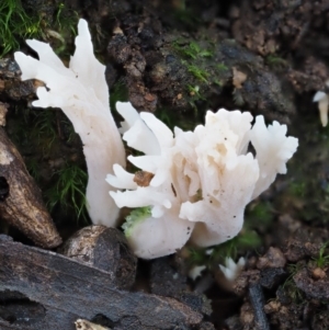 Clavulina sp. at Cotter River, ACT - 22 May 2017