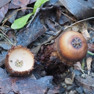 Calostoma fuscum at Cotter River, ACT - 22 May 2017 09:48 AM