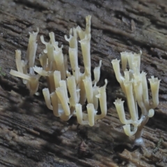 Artomyces sp. (A coral fungus) at Cotter River, ACT - 22 May 2017 by KenT