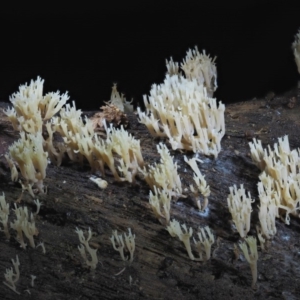 Artomyces sp. at Cotter River, ACT - 22 May 2017