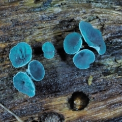 Chlorociboria (An elfcup fungus) at Namadgi National Park - 22 May 2017 by KenT