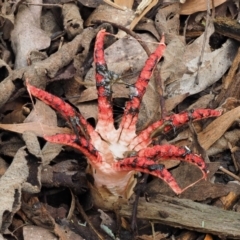 Clathrus archeri (Seastar Stinkhorn) at Namadgi National Park - 22 May 2017 by KenT