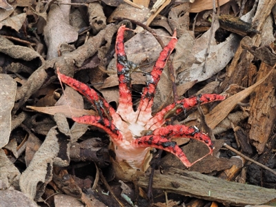 Clathrus archeri (Seastar Stinkhorn) at Cotter River, ACT - 22 May 2017 by KenT