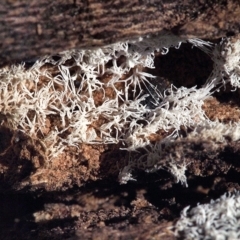 Ceratiomyxa fruticulosa (Coral Slime) at Macquarie, ACT - 27 Mar 2017 by Heino