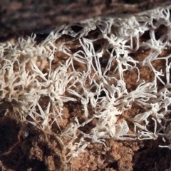 Ceratiomyxa fruticulosa at Macquarie, ACT - 28 Mar 2017