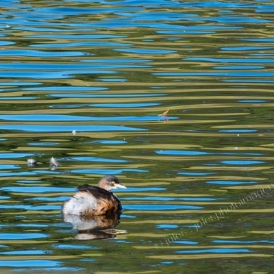 Tachybaptus novaehollandiae (Australasian Grebe) at Millingandi, NSW - 7 May 2017 by JulesPhotographer