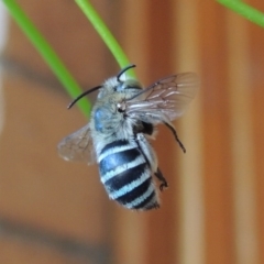 Amegilla (Zonamegilla) asserta (Blue Banded Bee) at Pollinator-friendly garden Conder - 22 Jan 2017 by michaelb