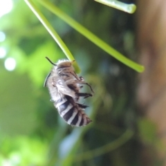 Amegilla (Zonamegilla) asserta at Pollinator-friendly garden Conder - 23 Jan 2017