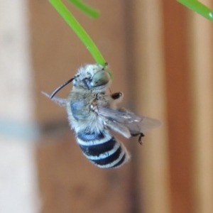 Amegilla (Zonamegilla) asserta at Pollinator-friendly garden Conder - 23 Jan 2017 08:05 AM