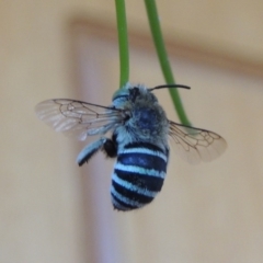 Amegilla (Zonamegilla) asserta at Pollinator-friendly garden Conder - 23 Jan 2017