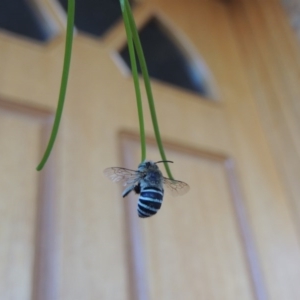 Amegilla (Zonamegilla) asserta at Pollinator-friendly garden Conder - 23 Jan 2017