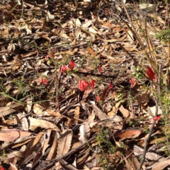 Epacris impressa (Common Heath) at Tathra, NSW - 2 Jun 2017 by Michael1