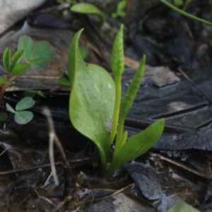 Ophioglossum lusitanicum at Gundaroo, NSW - 6 Oct 2016 08:11 AM