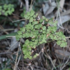 Adiantum aethiopicum (Common Maidenhair Fern) at Gundaroo, NSW - 28 Sep 2015 by Maartje Sevenster