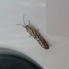 Utetheisa pulchelloides (Heliotrope Moth) at Googong, NSW - 29 Mar 2017 by RangerElle