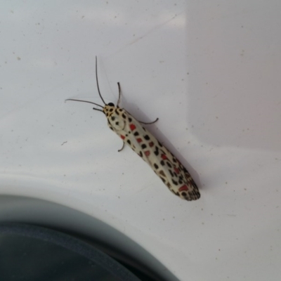 Utetheisa pulchelloides (Heliotrope Moth) at Googong, NSW - 29 Mar 2017 by RangerElle