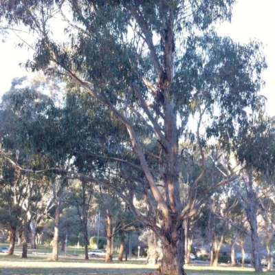 Eucalyptus globulus subsp. bicostata (Southern Blue Gum, Eurabbie) at Garran, ACT - 2 Jun 2017 by ruthkerruish