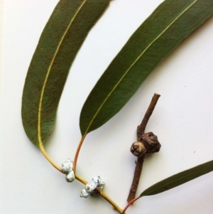 Eucalyptus globulus subsp. bicostata at Red Hill to Yarralumla Creek - 2 Jun 2017