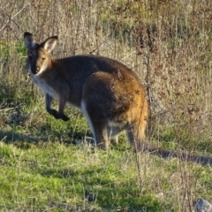 Notamacropus rufogriseus (Red-necked Wallaby) at Garran, ACT - 31 May 2017 by roymcd