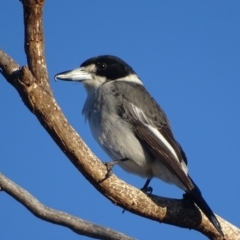 Cracticus torquatus (Grey Butcherbird) at Garran, ACT - 2 Jun 2017 by roymcd