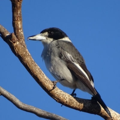 Cracticus torquatus (Grey Butcherbird) at Garran, ACT - 2 Jun 2017 by roymcd