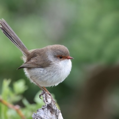 Malurus cyaneus (Superb Fairywren) at Eden, NSW - 2 Jun 2017 by Leo