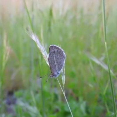 Zizina otis (Common Grass-Blue) at Gowrie, ACT - 3 Nov 2016 by ArcherCallaway