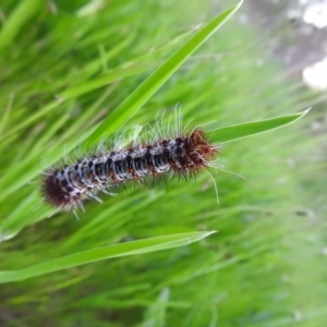 Chelepteryx collesi at Gowrie, ACT - 3 Nov 2016