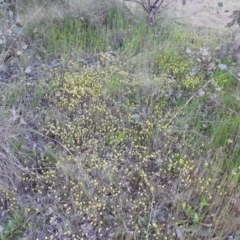 Trifolium campestre at Gowrie, ACT - 3 Nov 2016