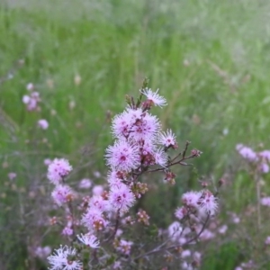 Kunzea parvifolia at Fadden, ACT - 3 Nov 2016 07:38 PM