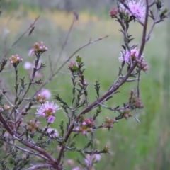 Kunzea parvifolia at Fadden, ACT - 3 Nov 2016