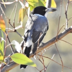 Cracticus torquatus (Grey Butcherbird) at O'Malley, ACT - 3 Jun 2017 by JohnBundock