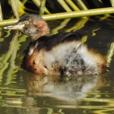 Tachybaptus novaehollandiae (Australasian Grebe) at O'Malley, ACT - 1 Jun 2017 by JohnBundock