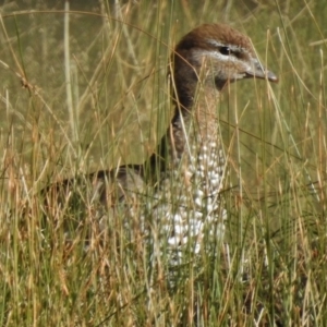 Chenonetta jubata at O'Malley, ACT - 30 May 2017 11:39 AM