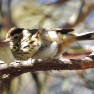 Pyrrholaemus sagittatus at Symonston, ACT - 29 May 2017