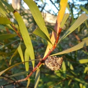 Hakea salicifolia at O'Malley, ACT - 3 Jun 2017