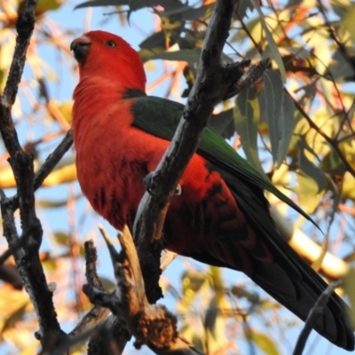 Alisterus scapularis (Australian King-Parrot) at Wanniassa Hills Open Space - 3 Jun 2017 by JohnBundock