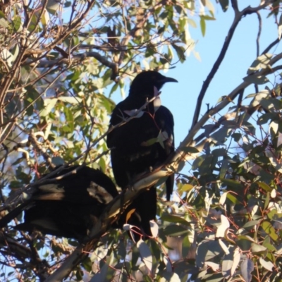 Corcorax melanorhamphos (White-winged Chough) at O'Malley, ACT - 3 Jun 2017 by Mike