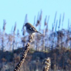 Petroica phoenicea at Isaacs, ACT - 2 Jun 2017