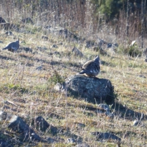 Ocyphaps lophotes at Isaacs, ACT - 2 Jun 2017