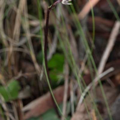 Acianthus exsertus (Large Mosquito Orchid) at Acton, ACT - 31 May 2017 by DerekC