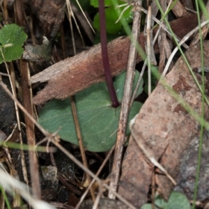 Acianthus exsertus at Acton, ACT - suppressed