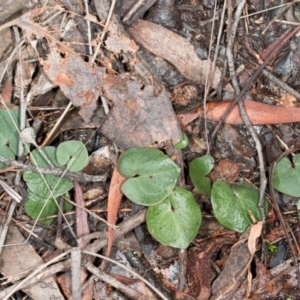 Acianthus exsertus at Acton, ACT - suppressed